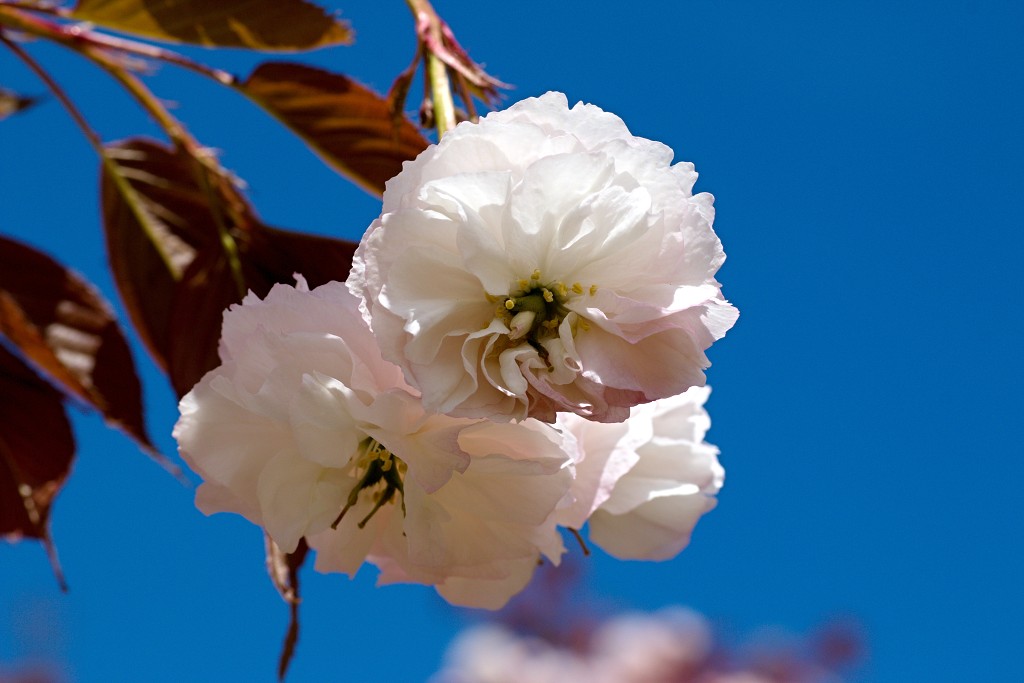 bloesem hdr voorjaar lente bloem bloemen flora fruitbomen betuwe kersenbloesem japan sakura fruit fruitbomen
